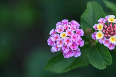 Bahçedeki güzel pembe çiçekler