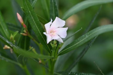 Bahçedeki pembe çiçekleri kapat.