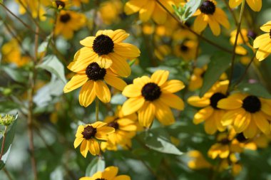 Güzel sarı çiçek bahçesinde yakın çekim