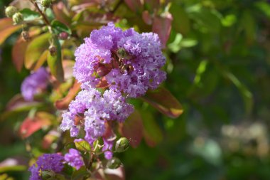 Bahçedeki güzel pembe çiçekler