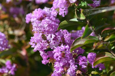 Bahçedeki güzel pembe çiçekler