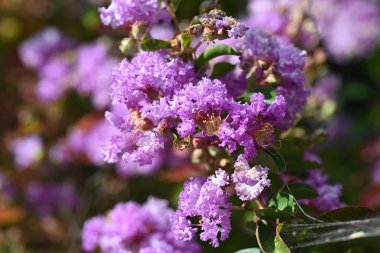 Güneşli yaz gününde bahçede yetişen güzel çiçekler.