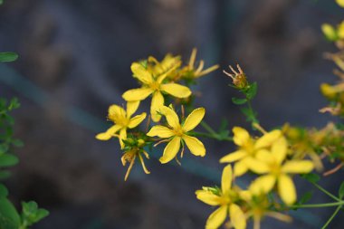 Güzel sarı çiçek bahçesinde yakın çekim