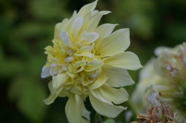 Bahçedeki güzel sarı çiçekler