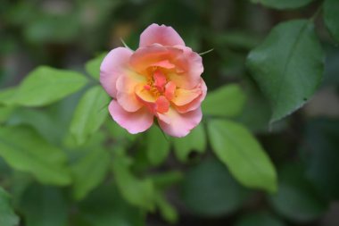 Bahçede açan güzel pembe gülün yakın plan görüntüsü. 