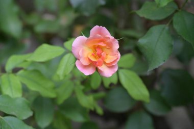 Bahçede açan güzel pembe gülün yakın plan görüntüsü. 