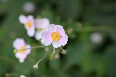 Bahçedeki pembe çiçekleri kapat.