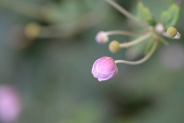 Bahçedeki pembe çiçekleri kapat.