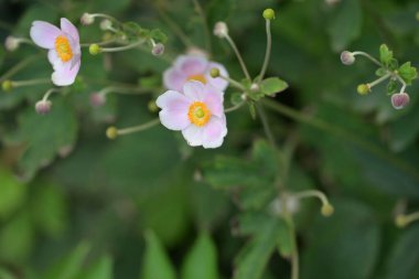 Güzel botanik şakayık çiçekleri yakın çekim 