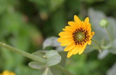 Güzel sarı çiçek bahçesinde yakın çekim