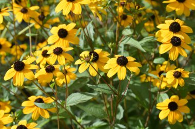 Siyah ve sarı çiçekler kapanıyor