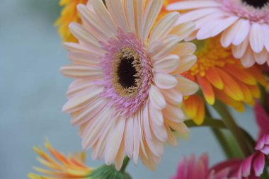 Güzel gerbera çiçek yakın 