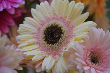 Güzel gerbera çiçek yakın 