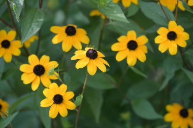 Bahçedeki sarı çiçekler
