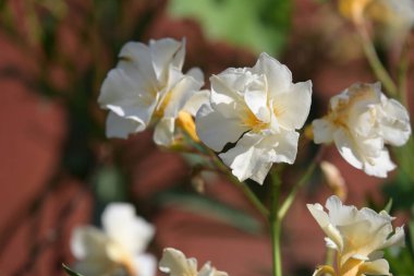 Bahçede büyüyen güzel çiçekler.