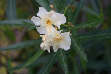 Bahçede büyüyen güzel çiçekler.