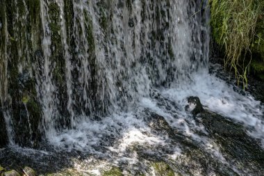 Yazın ormanda küçük bir şelale.