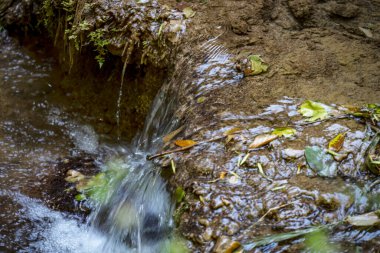 Yazın ormanda küçük bir şelale.