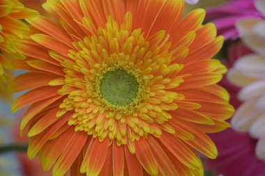 Güzel Gerbera çiçeği. Yaklaş. 