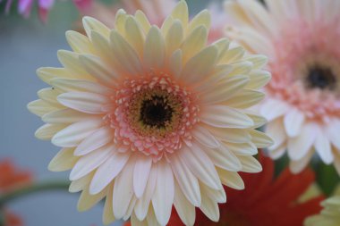 Güzel Gerbera çiçeği. Yaklaş. 