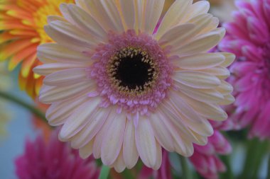 Güzel Gerbera çiçeği. Yaklaş. 