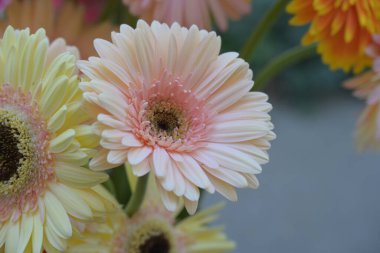 Güzel Gerbera çiçeği. Yaklaş. 