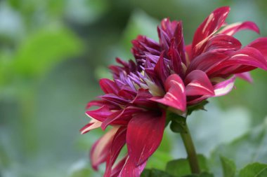 Bahçedeki pembe çiçekleri kapat.