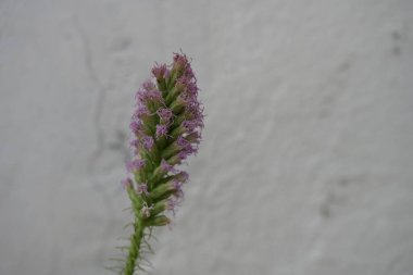 Bahçedeki güzel pembe çiçekler