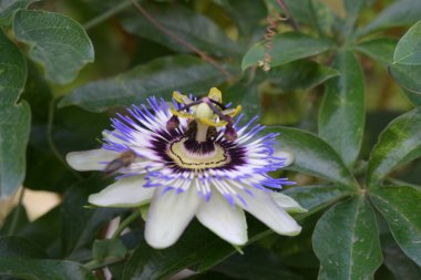 Bahçede büyüyen güzel çiçekler.