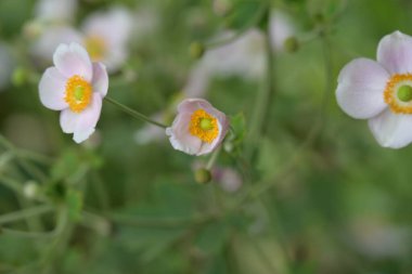 Bahçede büyüyen güzel çiçekler.