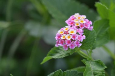 Bahçedeki güzel pembe çiçekler