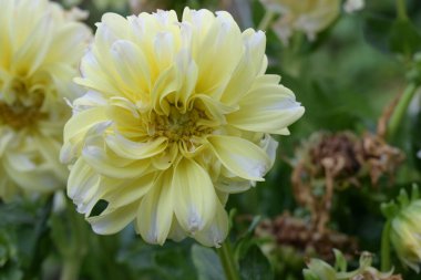 Güzel sarı çiçek bahçesinde yakın çekim