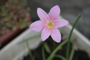 Bahçedeki güzel pembe çiçekler