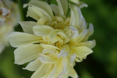 Güzel sarı çiçek bahçesinde yakın çekim