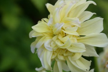 Güzel sarı çiçek bahçesinde yakın çekim