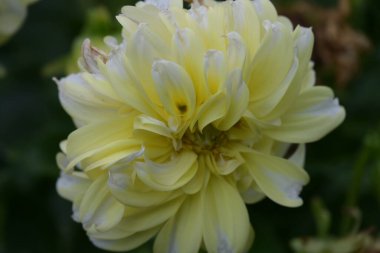 Güzel sarı çiçek bahçesinde yakın çekim