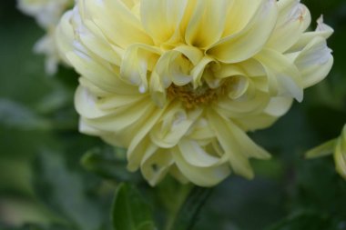 Güzel sarı çiçek bahçesinde yakın çekim