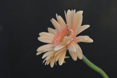 Güzel gerbera çiçek yakın 