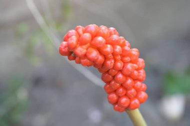 Güzel botanik fotoğrafı, doğal duvar kağıdı.        
