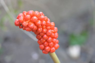 Güzel botanik fotoğrafı, doğal duvar kağıdı.        