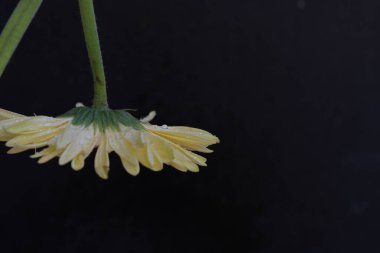 Koyu arkaplanda güzel Gerbera çiçeği  