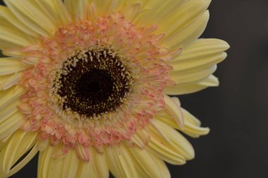 Koyu arkaplanda güzel Gerbera çiçeği  