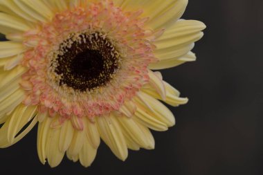 Koyu arkaplanda güzel Gerbera çiçeği  