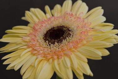 Koyu arkaplanda güzel Gerbera çiçeği  