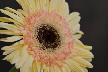 Koyu arkaplanda güzel Gerbera çiçeği  