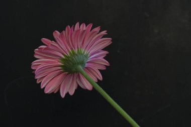 Koyu arkaplanda güzel Gerbera çiçeği 