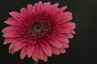 Koyu arkaplanda güzel Gerbera çiçeği 