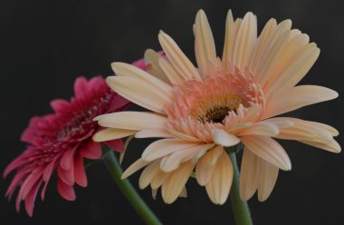 Koyu arkaplanda güzel Gerbera çiçeklerini kapat.