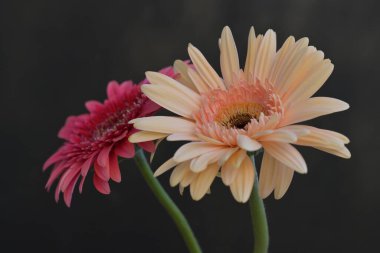 Koyu arkaplanda güzel Gerbera çiçeklerini kapat.