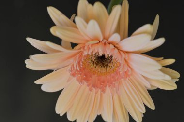 Koyu arkaplanda güzel Gerbera çiçeği 